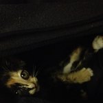 작은 아기고양이를 구조했어요 (가족이 되어주세요)