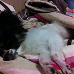 저희 강아지가 진돗개에 물려 크게 다쳤습니다.