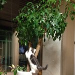 스코티쉬 폴드 도<b>밍밍</b> 2