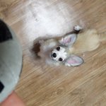 [왕귀비비] 사진이 너무 예쁘게나와서 바로올려요!!