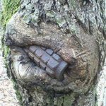 [추억파리여] 전쟁을 삼켜버린 <b>나무들</b> jpg