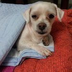 [실종신고]평택 <b>kt</b>전화국 근처 말티즈를 잃어버렸습니다.