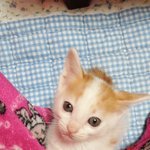 개그묘 <b>찬이</b>