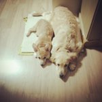 [밤바랑요다] 착한누나 밤바&amp;유기견동생 요다 2탄