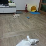 [강아지<b>포도</b>] 백수녀자와 아기깡아지 <b>포도</b>의일상 5탄