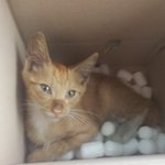 부산  아기길냥이 <b>도아</b>주세요