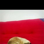 [샴푸앰] 충격 실화 반전 스토리 샴푸 입양기!! 1편 (입양)