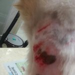 [꼭조언부탁]  &amp;&amp;개한테 개가 물렸어요~!!!도와주세요. 목격자를...