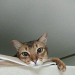 서울 화곡8동 갈색 아<b>비니</b>시안 찾습니다