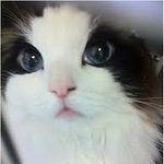 사람보다 예쁘고 잘 생긴 <b>동물</b>