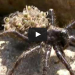 [작은공포] 약혐] 늑대<b>거미</b>