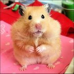 [EXO] 너어!!! 이 놈 <b>시키</b>!!