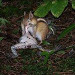 [썰모아] 뒷동산의 <b>지배자</b>