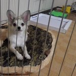 [왕귀비비] 간식주면 예뻐져요~ㅋㅋㅋ