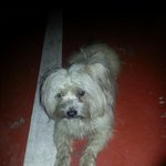 [반려동물] [<b>안산시</b> 월피동] 길잃은 말티즈 가족을 찾습니다.