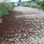 [EXO] 이거 전부다 메뚜기임;;