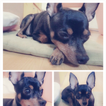 [까망이<b>네집</b>] 처음인사드려봅니다.8살 까망이에요