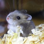 [인피니트] <b>사람</b> 닮았다는 <b>소리</b> 듣고싶은데