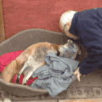 [EXO] 엓짤아님) 원조 <b>여우</b>짓