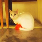 정신차릴 시간 없는 "쪼기네"