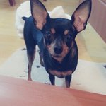 [까망이<b>네집</b>] 또왔어요 까망이