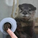 [오핫] <b>수달</b>이랑 악수