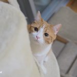 [유봉이네] 집사의 착각?(유봉이네)