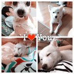 [반려동물] <b>보리</b> 2탄이요 ^^