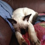 [꽃보다쿤이] 꽃미냥 쿤이 이야기 -10화