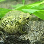 사라져가는 <b>멸종</b>위기 2급 맹꽁이를 도와주세요!!