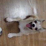 [왕귀비비] <b>공놀이</b>중 신난비비표정^^