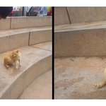 [남미여행박] 페루 리마 고양이공원