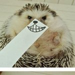 [썰모아] 고슴<b>프레</b>