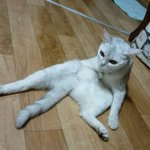 [꼬맹이] 꼬맹이네