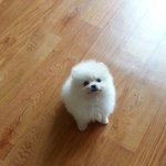 [강아지<b>포도</b>] 백수녀자와 아기강아지 <b>포도</b>의 일상 6탄