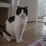 [꿀고양이] 몽실몽실함의 끝판왕!!!