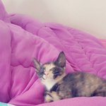 [사백냥] 똥꼬<b>발랄</b> 사백이다옹
