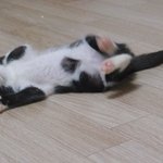 이렇게 이렇게 이렇게 쓰다듬어달라냥!