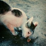 [댓글부탁요] 길냥이도와주세요!!!!!