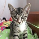 [랑이] 귀염둥이 랑이 또 왔어요 :<b>d</b>