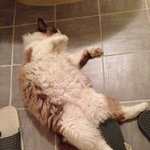 [탑과라떼] 렉돌냥 라떼 목욕씬 보세요(=^ェ^=)