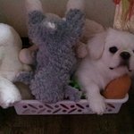 <b>울집</b> 귀염둥이 뚱