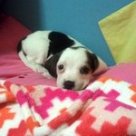 3살 된 천사같은 ㅂㅣ글이!!