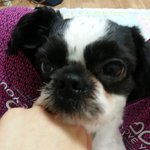 애견을 찾습니다.[충북 청원 오창][검정색 <b>시츄</b>]