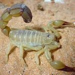 [나니] 이거 도데체 무슨 <b>곤충</b>인가요!?