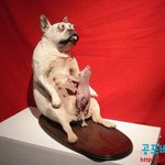 [나니] 돼지와 개로 만든 예술작품