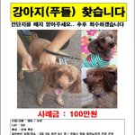 군포<b>시민</b>들 도와주세요 강아지를 찾습니다 제발 한번만 클릭해주세요
