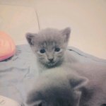 [EXO] 이 고양이<b>짱</b>귀엽지ㅠㅠ