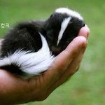 귀엽고 사랑스러운 아기 <b>동물</b>