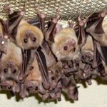 [추억파리여] 에볼라 숙주 의심 과일<b>박쥐</b> 200마리 수입